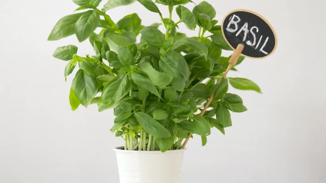 healthy eating, gardening and organic concept - green basil herb with name plate in pot on table