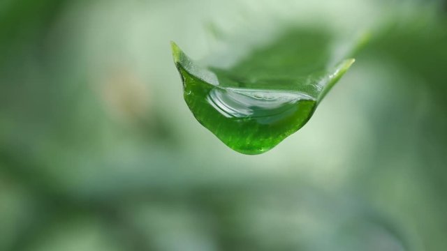 aloe leaf with dripping clear juice