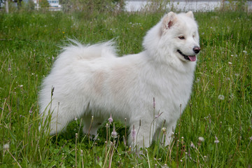 Samoyed is standing on a green meadow.