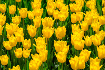 A lot of beautiful yellow tulips.