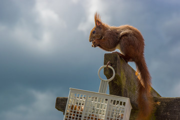 Eichhörnchen