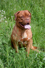 Cute bordeaux mastiff puppy is sitting in a green grass.