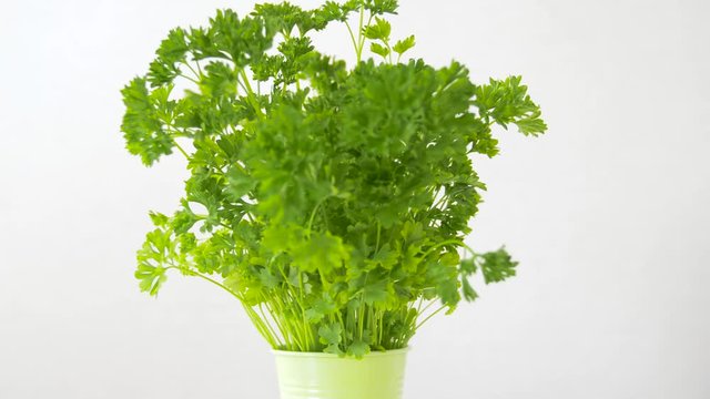 healthy eating, gardening and organic concept - green parsley herb in pot on table
