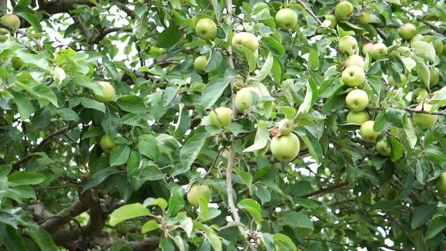 apples growing on an apple tree