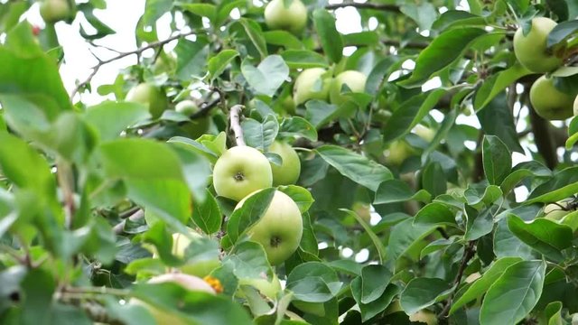 Green apples on the branch. Apples growing on an apple tree.