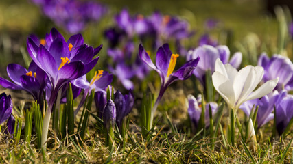 The white and purple crocus. Two white crocuses in the grass on the garden. The sunny day with clear blue sky. Spring nature. First flowers in spring