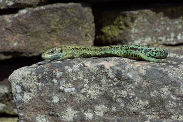 Viviparous Lizard (Zootoca vivipara)/Common Lizard basking on lichen covered stone wall