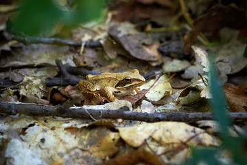 European Tree Frog Sitting On The Forest Floor
