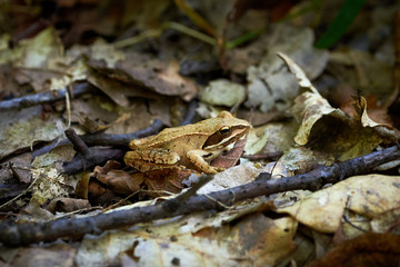 European Tree Frog Sitting On The Forest Floor