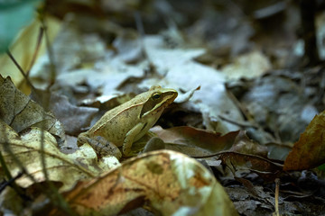 European Tree Frog Sitting On The Forest Floor