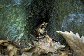 European Tree Frog Sitting On The Forest Floor