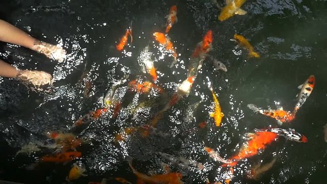 Slow motion girl playing with fancy carp fish in the pond