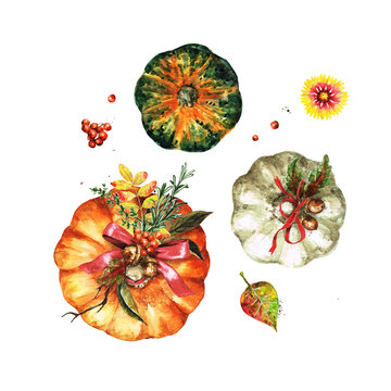 Autumn Pumpkins. Watercolor Illustrations.