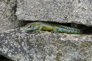 Viviparous Lizard (Zootoca vivipara)/Common Lizard basking on lichen covered stone wall