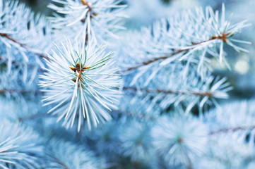 Naklejka na ściany i meble Closeup of a blue spruce branch. Fluffy young branch Fir tree background nature
