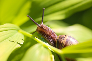 Snail enjoying a trip on fresh laves
