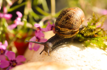 Curious snail on a mushroom
