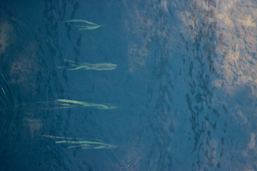water's reflection algae