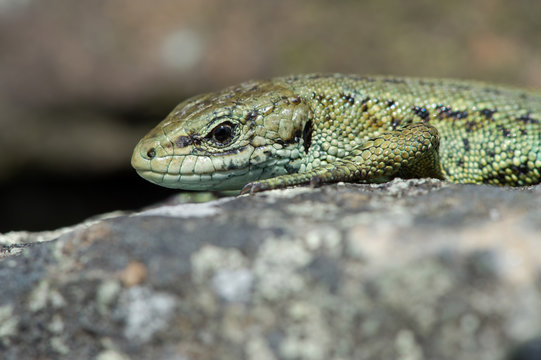 Viviparous Lizard (Zootoca vivipara)/Common Lizard basking on lichen covered stone wall