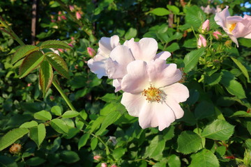 Obraz na płótnie Canvas Beautiful blooming wild rose bush (dog rose, Rosa canina)