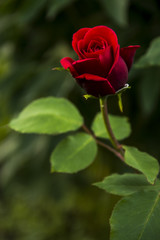 The red rose on the green background. Isolated bloom from the leaves. 