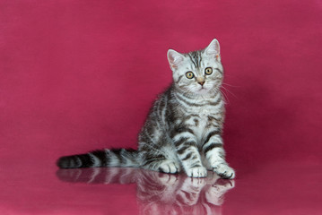 Tabby British shorthair kitten , britain cat on cherry studio background with reflection.