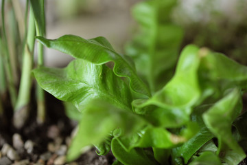 Panoramic top view of the sky with clouds, green forest and field.