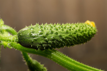 The growth and blooming cucumbers. the Bush cucumbers on the trellis. Cucumbers vertical planting. Growing organic food. Cucumbers harvest.Flowering cucumber plants with yellow flowers,