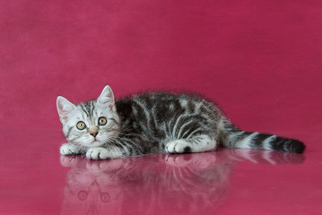 Tabby British shorthair kitten , britain cat on cherry studio background with reflection.