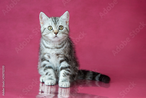 Tabby British Shorthair Kitten Britain Cat On Cherry Studio
