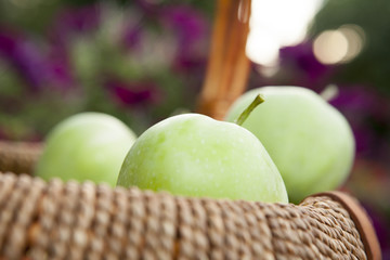 green Apple Basket garden 