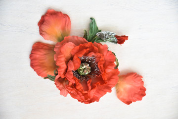 poppy on the lawn
