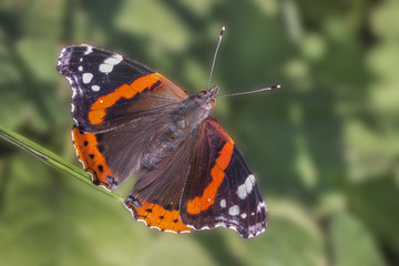 Fototapeta na wymiar Close up of Red Admiral butterfly (Vanessa atalanta) with open wings. Dorsal view. Blurred foliage background