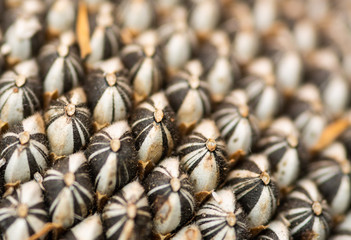 Sunflower seeds close up