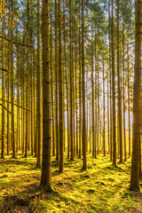 Obraz premium Stunning sunrise in forest with large pine trees against sun in German Vulkaneifel in Gerolstein with Brown fallen leaves and by rain water eroded gullies