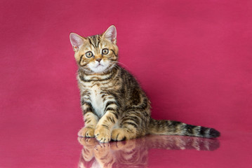 Tabby British shorthair kitten , britain cat on cherry studio background with reflection.