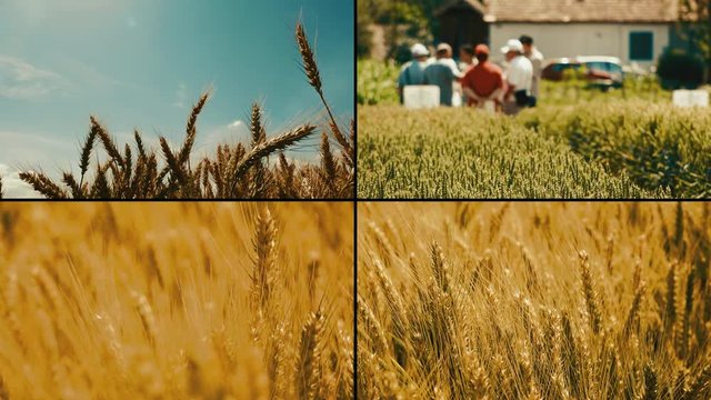Wheat crop cultivation multiple screens video wall