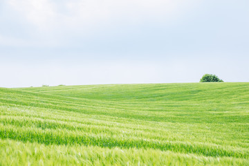 beautiful view of green barley filed. copy space