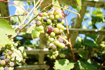 grape, obst, wein, vineyard, ackerbau, bunch, green, essen, reif, natur, blatt, weinstock, pflanze, ernte, rot, frisch, beere, kellerei, ast, cluster, herbst, sommer, als dach