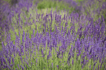 field of blooming lavender.