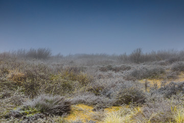 Beautiful winter landscape in dunes with sea buckthorns, Hippophae rhamnoides, covered with frozen water vapour or fog against a hazy Misty background