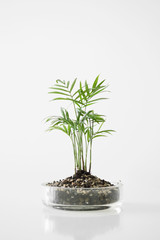 Panoramic top view of the sky with clouds, green forest and field.