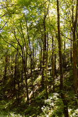 Fototapeta premium Shade and Shadow