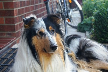 Fototapete bei efototapeten.de bestellen   