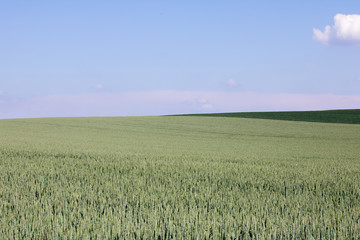Clean wheat field