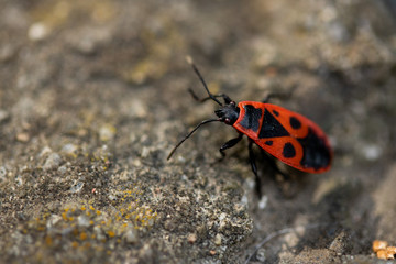 Firebug closeup