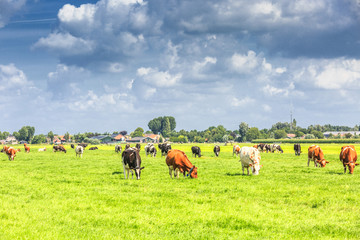 Dutch polder and meadow landscape in the summer with juicy green grass and grazing black and brown...