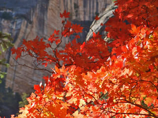 Fall Colored Leaves in West Fork of Oak Creek Canyon