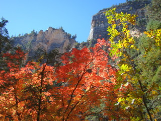 Fall Colored Leaves in West Fork of Oak Creek Canyon