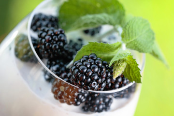 Yogurt with fresh blackberries and branch of mint.